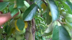 Высокоустойчивая ароматная ФЛОРИНА и РЕНЕТ СИМИРЕНКО МЛИЕВСКИЙ - одни из лучших зимних сортов яблон