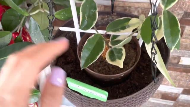 Как поживают мои комнатные цветы ???? смотреть онлайн