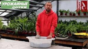 Обеззараживание грунта для рассады: нюансы, ошибки и рекомендации. Как же оставить грунт живым?