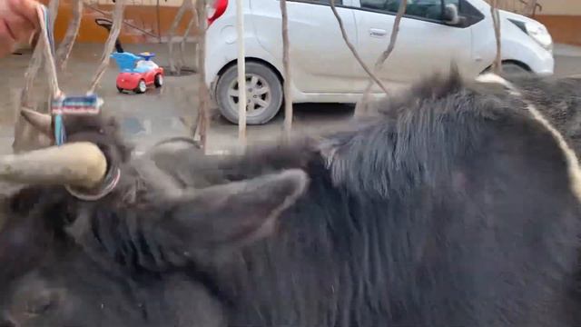 HAMYON BOB BUG’OZ VA ENA BOLA SGIRLAR SOTILADI #995175852 . Dastafka hizmati bor . смотреть онлайн