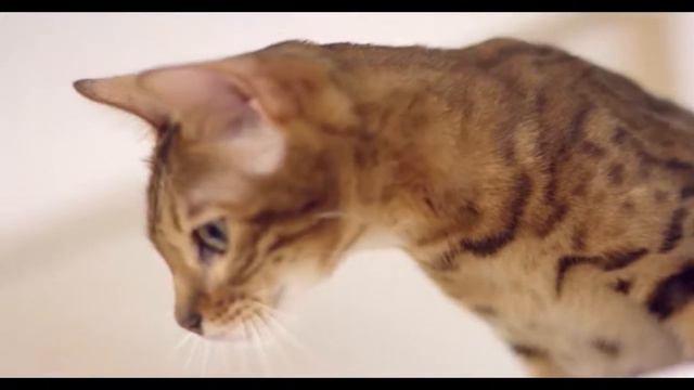 Автопоилка-фонтан для животных Original Xiaomi Kitten Puppy Pet Water Dispenser Fountain смотреть онлайн