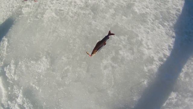 Рыбалка на севере Карелии. смотреть онлайн