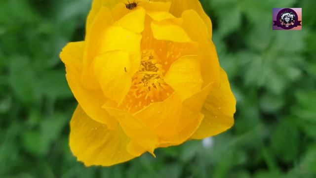 Smörbollar or Globe flower/ The Beauty of Smörbollar wild flower смотреть онлайн