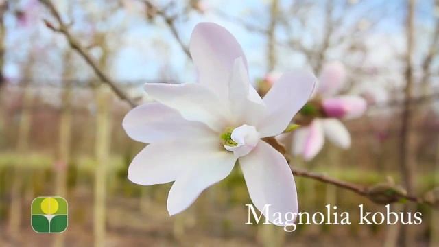 Magnolia kobus смотреть онлайн
