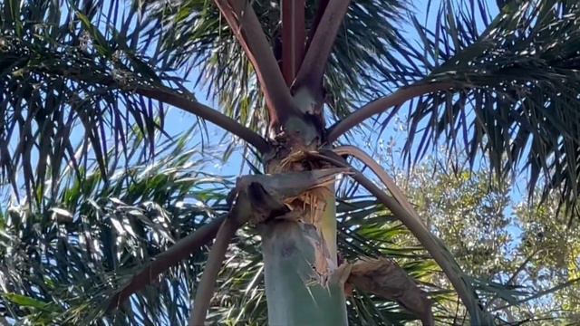 Redlands International Orchid Festival 2022 ORCHID HAUL смотреть онлайн