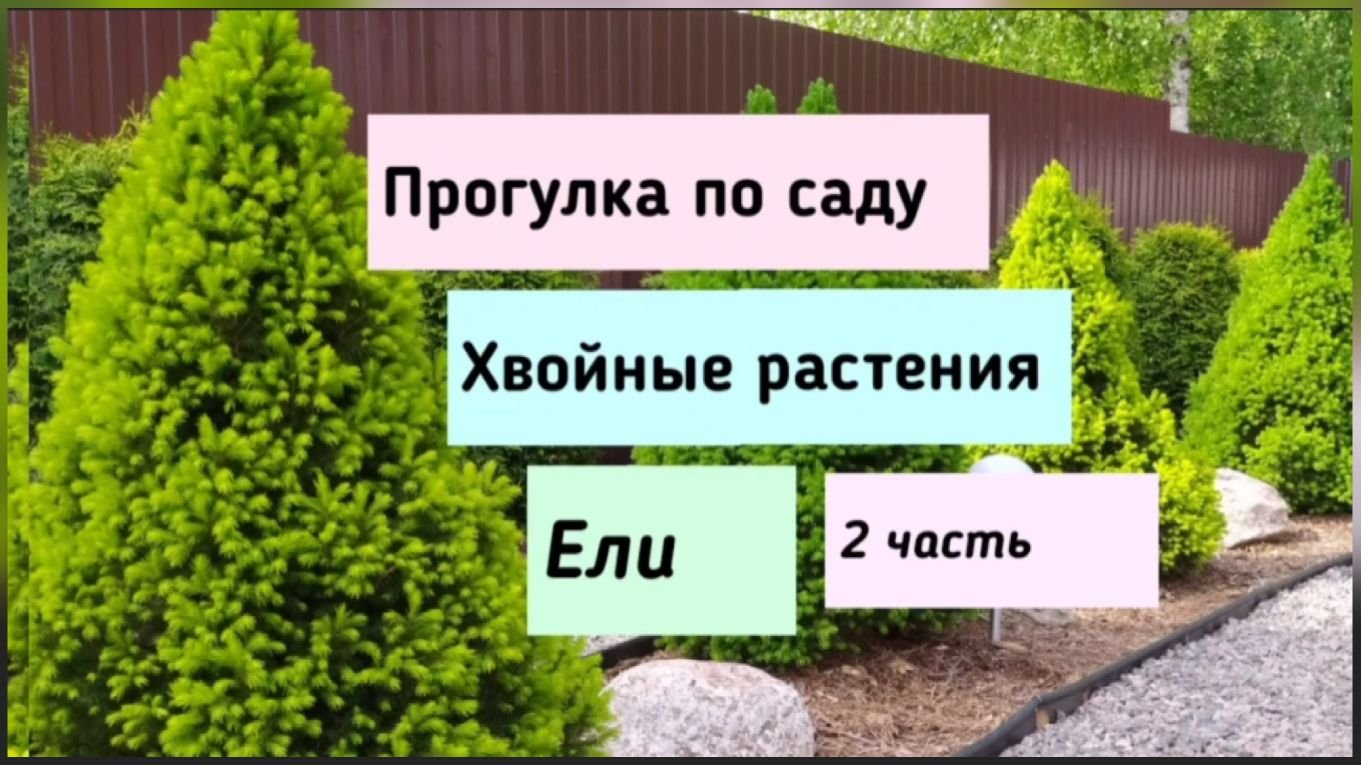 Прогулка по саду.Хвойные растения.Ели - (2 часть).
