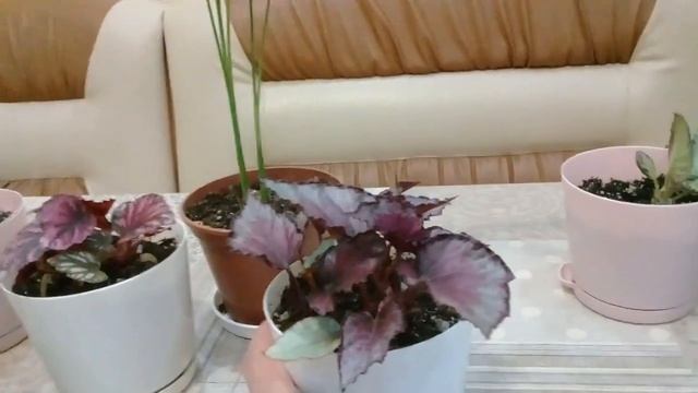 ЦВЕТОЧНЫЕ НОВОСТИ.БЕГОНИИ ДЕКОРАТИВНО- ЛИСТВЕННЫЕ, ПАЛЬМА АРЕКА, ЭПИСЦИЯ, ТРАДЕСКАНЦИЯ, КОЛУМНЕЯ. смотреть онлайн