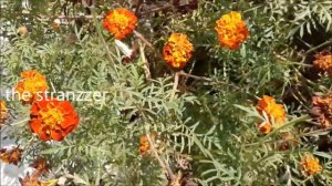 MARIGOLD SEEDS