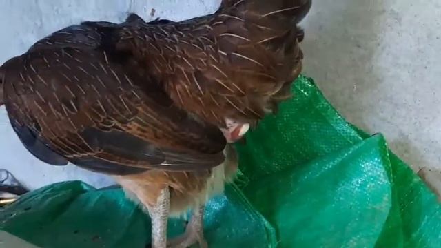 How a Chicken Lays an Egg 🥚 смотреть онлайн