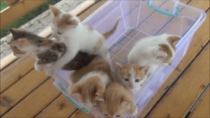 Kittens meowing (too much cuteness) - All talking at the same time!