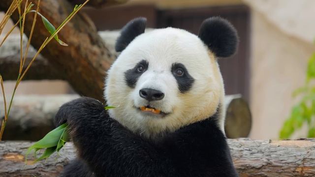 Beautiful Animals