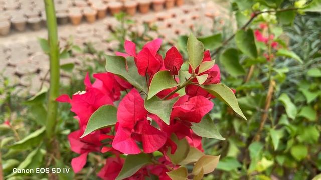 Canon EOS R6 II vs Canon EOS 5D IV Camera Test смотреть онлайн