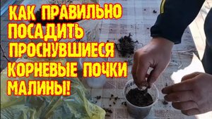 Корневые почки малины!  Как правильно посадить корневые почки малины! Размножение малины!