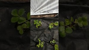 Посадка новых сортов клубники в теплицу.