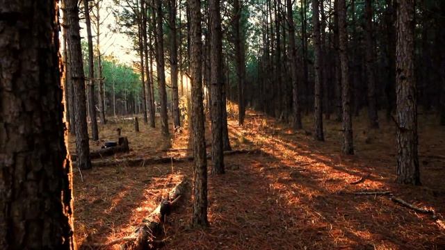 Учим Времена Года. Видео для детей.