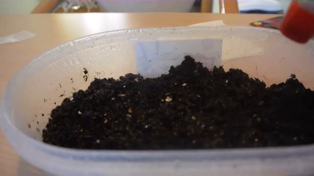 Сажаем семена амаранта смотреть онлайн