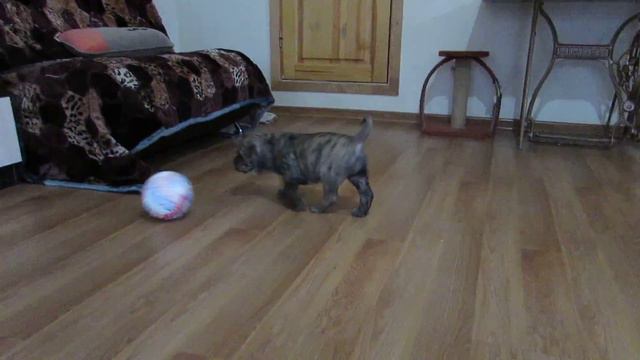 Кадебо смотреть онлайн