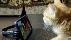 Котенок Мия смотрит себя на канале Рутубе.