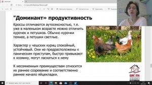 Лучшие яичные породы кур. Мясо яичные породы. Леггорн, Доминант или Пушкинская? Школа куровода.