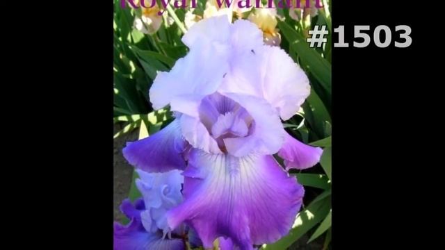#1503. Ирисы - самые красивые цветы смотреть онлайн