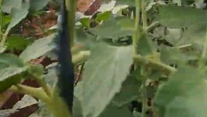 Теплица по Митлайдеру своими руками