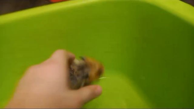 Крыса в ванной. смотреть онлайн