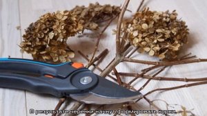 Гортензия Бомбшелл метельчатая — описание