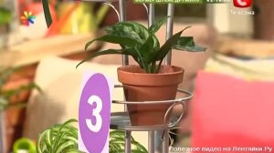 Самые неприхотливые комнатные растения и цветы