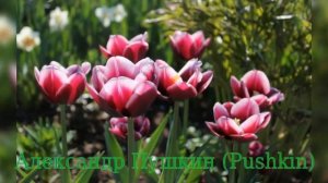 Tulip Alexander Pushkin (Тюльпан Александр Пушкин)