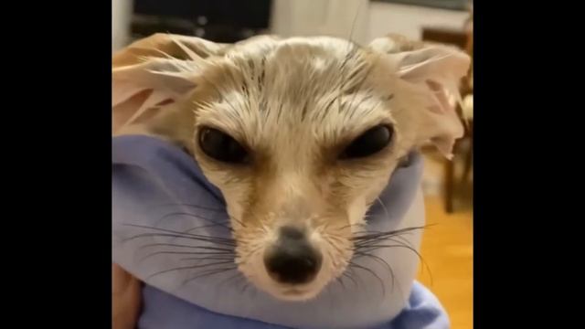 Что творит домашняя лиса фенек смотреть онлайн