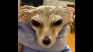 Что творит домашняя лиса фенек