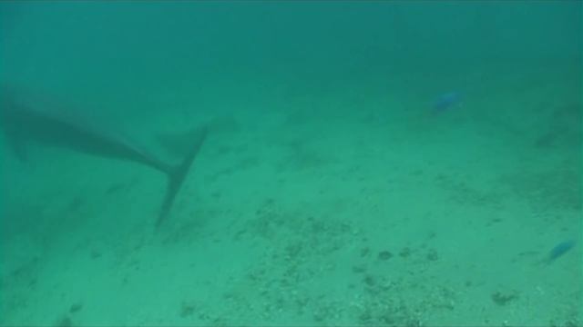 Плавание с дельфинами. Муреа, Французская Полинезия. Swimming with dolphins, Moorea Island