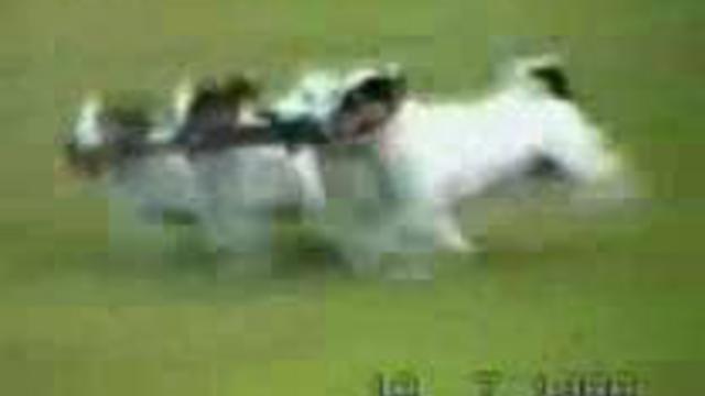 Подборка приколов с животными:))) смотреть онлайн