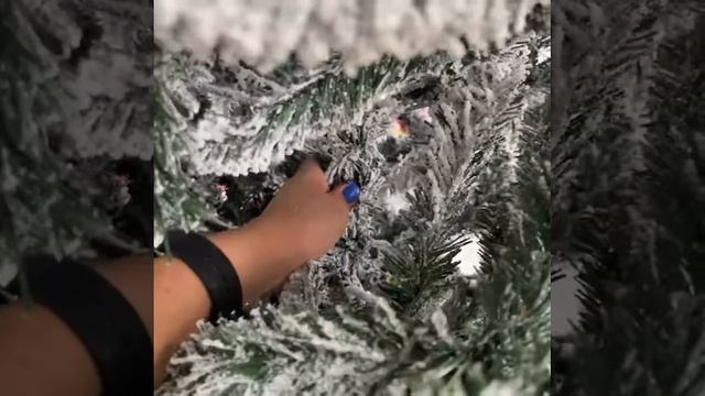 Заснеженная ель Альпийская