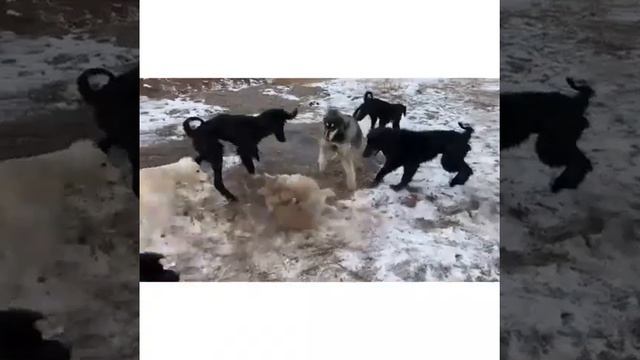 Кыргыз Тайганы Карышкыр анчылык