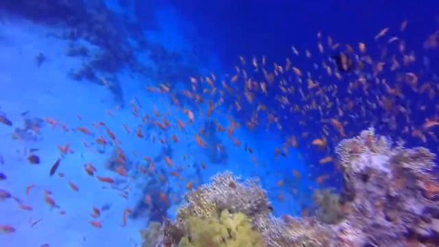 Снорклинг и фри дайвинг в красном море