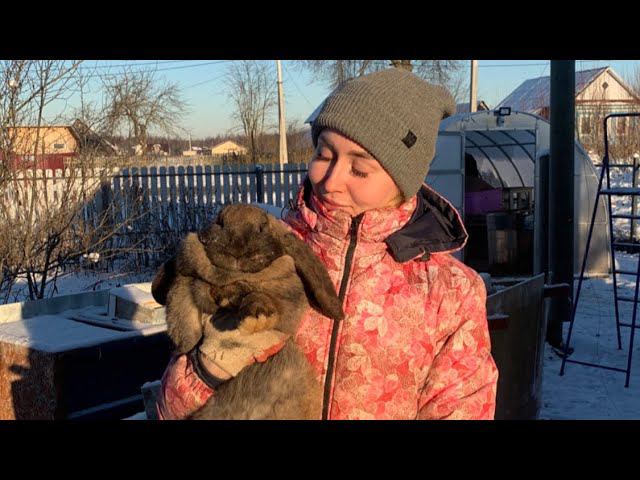 Мои кролики , немецкий ризен и французский баран