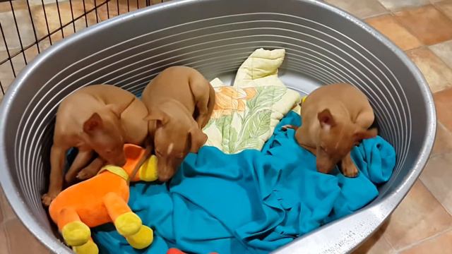 Спортивный час