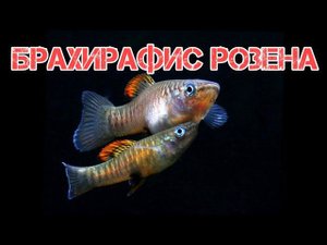 БРАХИРАФИС РОЗЕНА. ЖИВОРОДЯЩАЯ АКВАРИУМНАЯ РЫБКА. СОДЕРЖАНИЕ В АКВАРИУМЕ.