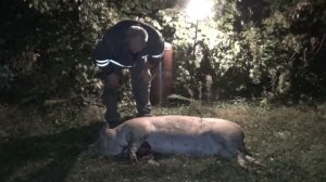 Как вывести и завалить свинью