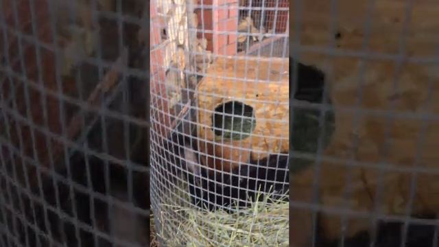 Необычная клетка для кролика. Разведение и содержание кроликов. Зимние окролы. смотреть онлайн