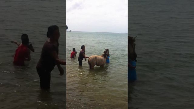 Horse sea Walker Bathing at the beach