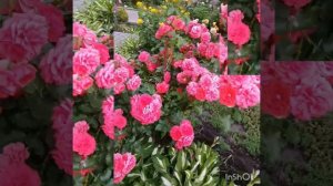 Роза РОЗАРИУМ ЮТЕРСЕН "Rosarium Uetersen"