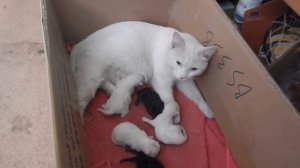 Зачем  кошка принесла нам котенка?