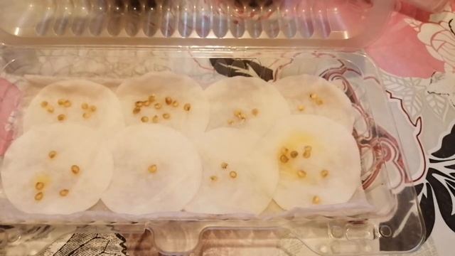 #Перец#подготовка семян к посадке✅Один из моих любимых способов подготовки семян перца к посадке. смотреть онлайн