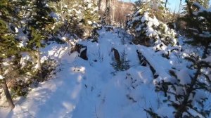 Таёжный Промысел ** Завозим Продукты Медведю**