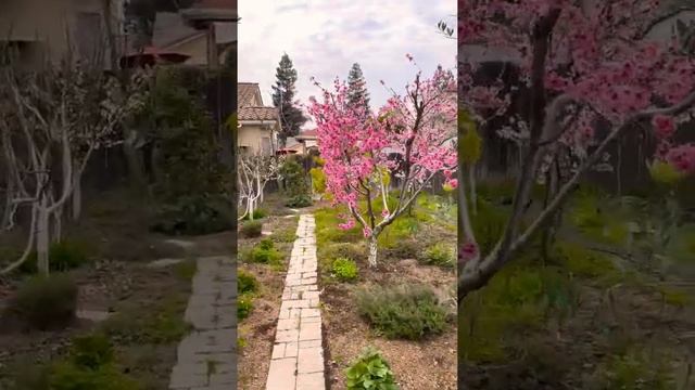 Fantasia Nectarine vs Donut Peach Flowers #Shorts