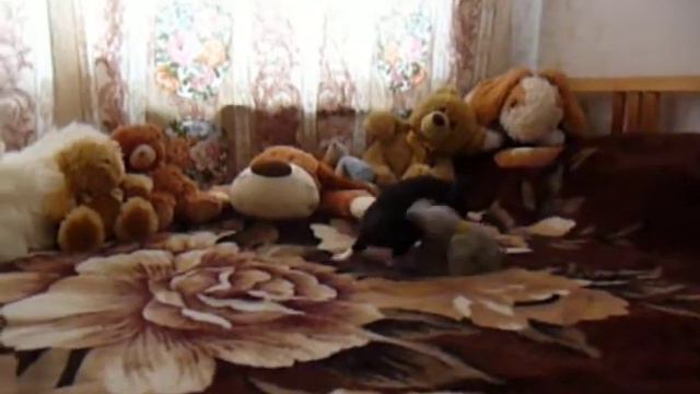 ЧИХУА - ЧЁРНАЯ ПРИНЦЕССА ( ПИТОМНИК РКФ - МАРИ МИСТИК )