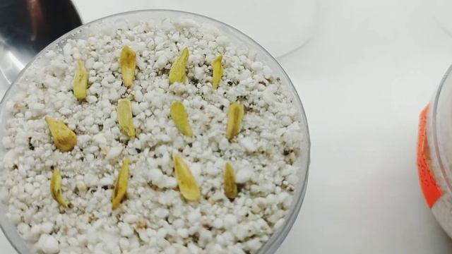 Посев. Pachypodium lamerei и другие семена от Кёреса смотреть онлайн