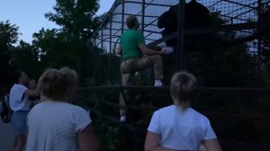 Олег Зубков КОРМИТ ШИМПАНЗЕ шелковицей! Посетителям повезло!